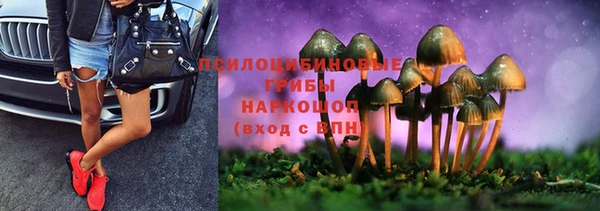 индика Богданович